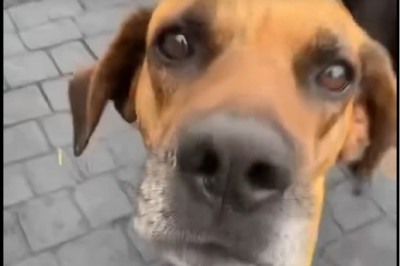 Cachorro é morto a tiros e suspeito é investigado pelo MP e polícia -  (crédito: ReproduÃ§Ã£o/redes sociais)