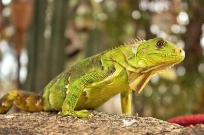 Um grande mistério envolvendo as iguanas parece finalmente ter sido resolvido pela ciência. -  (crédito: pexels/Gina Jie Sam Foek)