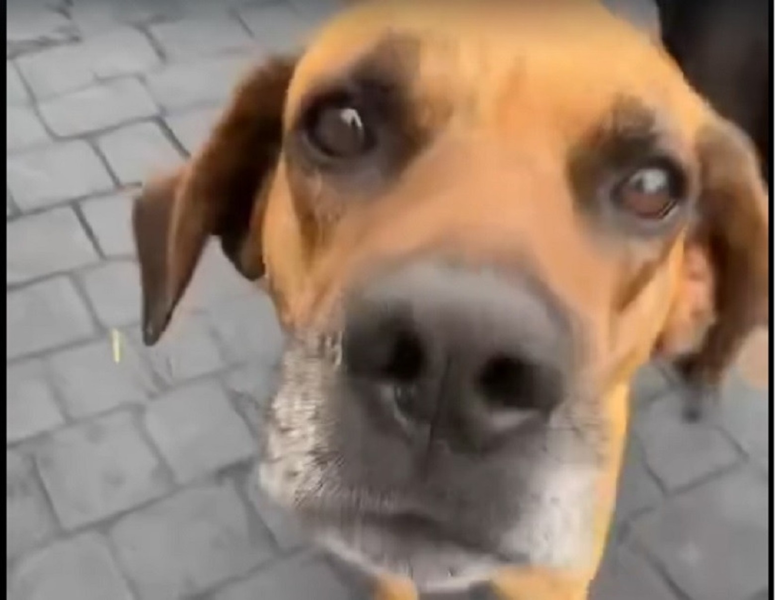 Cachorro é morto a tiros e suspeito é investigado  - ReproduÃ§Ã£o/redes sociais