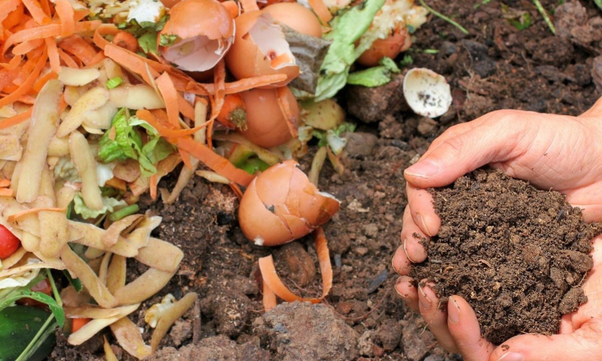 Fazer adubo com restos de comida é uma maneira simples, econômica e ecológica de cuidar das suas plantas  -  (crédito: melGreenFR de pixabay)