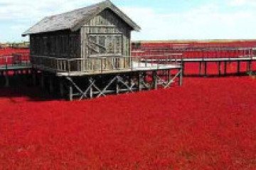 Vermelho vibrante de reserva ambiental chinesa gera espetáculo visual único -  ???/Wikimédia Commons
