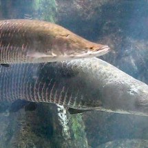 Pra quem não viu: Youtuber viralizou com peixe gigante na Amazônia - LarrynJill - Flickr