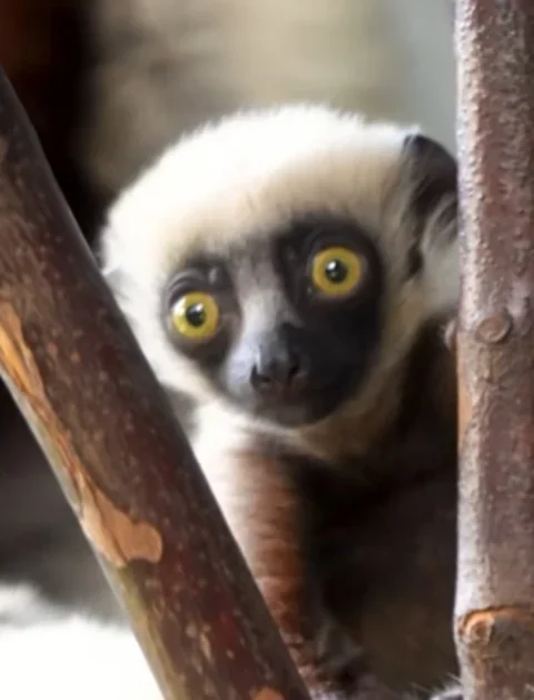 Nativos de Madagascar e queridos no cinema, lêmures podem ser extintos - Reprodução/Instagram