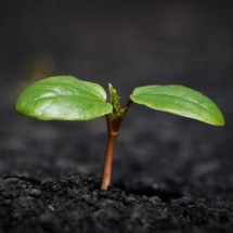 Cientistas descobrem fungo que produz ouro e pode ser cultivado em casa - M_wie_Moehre por Pixabay