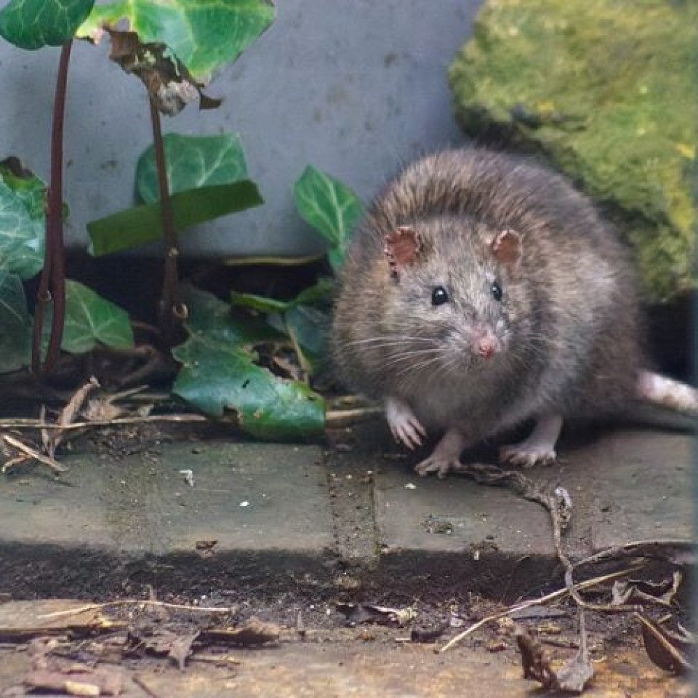 Pesquisa que monitorar ratos em busca de vírus que podem infectar humanos