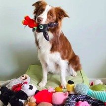 Cadela memoriza mais de 200 palavras e entra na seleção de animais ‘geniais’ - arquivo pessoal