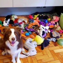 Cadela memoriza mais de 200 palavras e entra na seleção de animais "geniais" - divulgação/Shany Dror