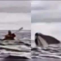 Parece filme, mas foi real: Baleia abocanhou homem, mas depois o colocou para fora - Reprodução de vídeo redes sociais 