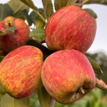 Sul de Minas amplia em 55% área de cultivo da maçã