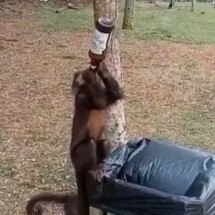 Animais "bêbados": Macaco é flagrado tomando cerveja no gargalo - Reprodução de redes sociais 