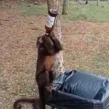 Animais ‘bêbados’: Macaco é flagrado tomando cerveja no gargalo - Reprodução de redes sociais 