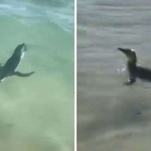 Pinguim é flagrado na Praia do Arpoador, no Rio de Janeiro - Reprodução / redes sociais