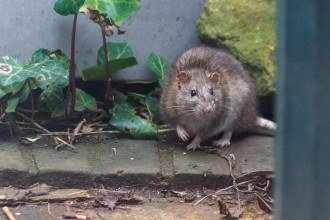 Pesquisa quer monitorar ratos em busca de vírus que podem infectar humanos