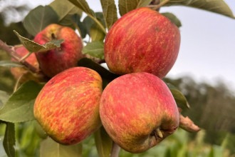 Sul de Minas amplia em 55% área de cultivo da maçã