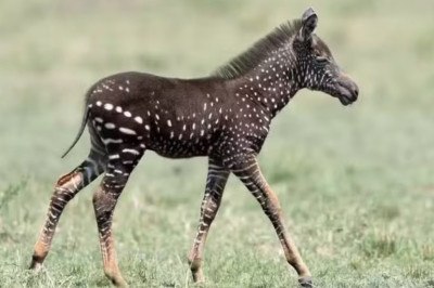 Uma zebra com bolinhas em vez de listras na pele causou muita curiosidade e viralizou recentemente na web. O animal foi visto na Reserva Nacional Maasai Mara, no Quênia, na África. O FLIPAR mostrou e relembra para quem não viu.  -  (crédito: Reprodução Instagram fotógrafo Frank Liu )