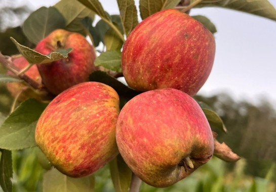 Sul de Minas amplia em 55% área de cultivo da maçã