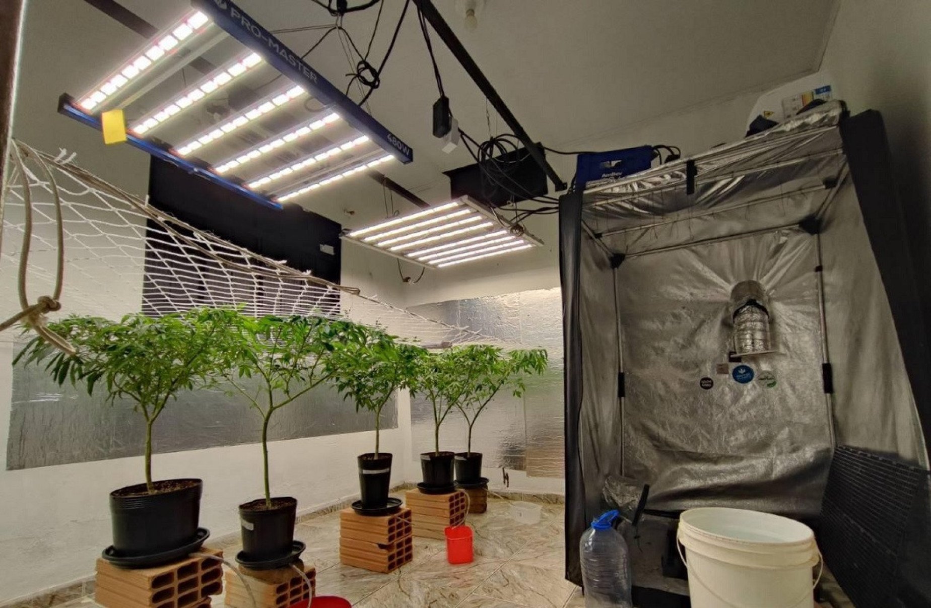 MG: três pessoas são presas por cultivar maconha em estufa - PMMG/Divulga&ccedil;&atilde;o