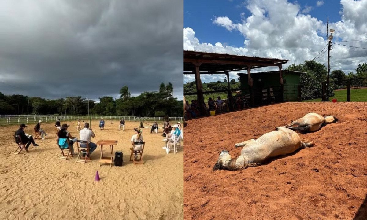 Terapia com cavalos