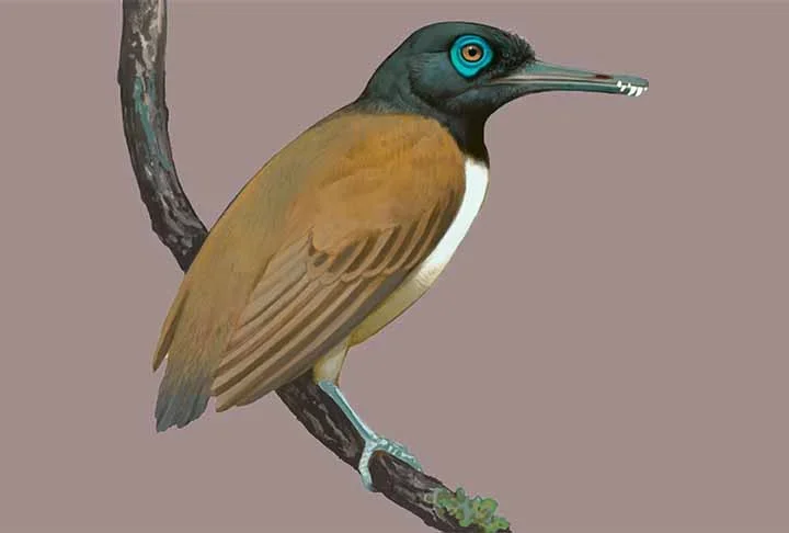 Cientistas descobrem pássaro da pré-história que tinha dentes - Ville Sinkkonen/Current Biology