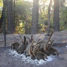 Quatis pulam cerca de parque para comer pipoca no mirante das Mangabeiras - Alexandre Guzanshe/EM/D.A Press