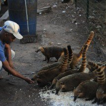 Quatis pulam cerca de parque para comer pipoca no Mirante das Mangabeiras - Alexandre Guzanshe/EM/D.A Press
