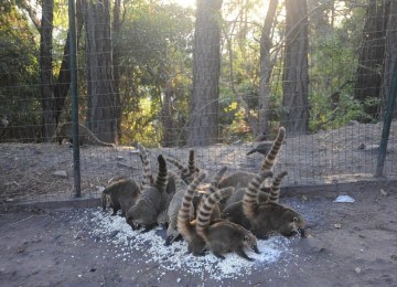 Quatis pulam cerca para comer pipoca deixada por comerciantes na entrada do mirante dos Mangabeiras -  (crédito: Alexandre Guzanshe/EM/D.A Press)