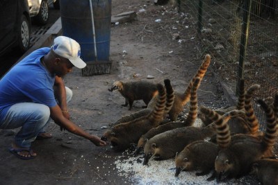 Quatis pulam cerca para comer pipocas deixada por comerciantes na entrada do Mirante dos Mangabeiras. Na foto Ítalo Inácio, 25 anos, trabalha como pipoqueiro na regiao a 3 anos -  (crédito: Alexandre Guzanshe/EM/D.A Press)