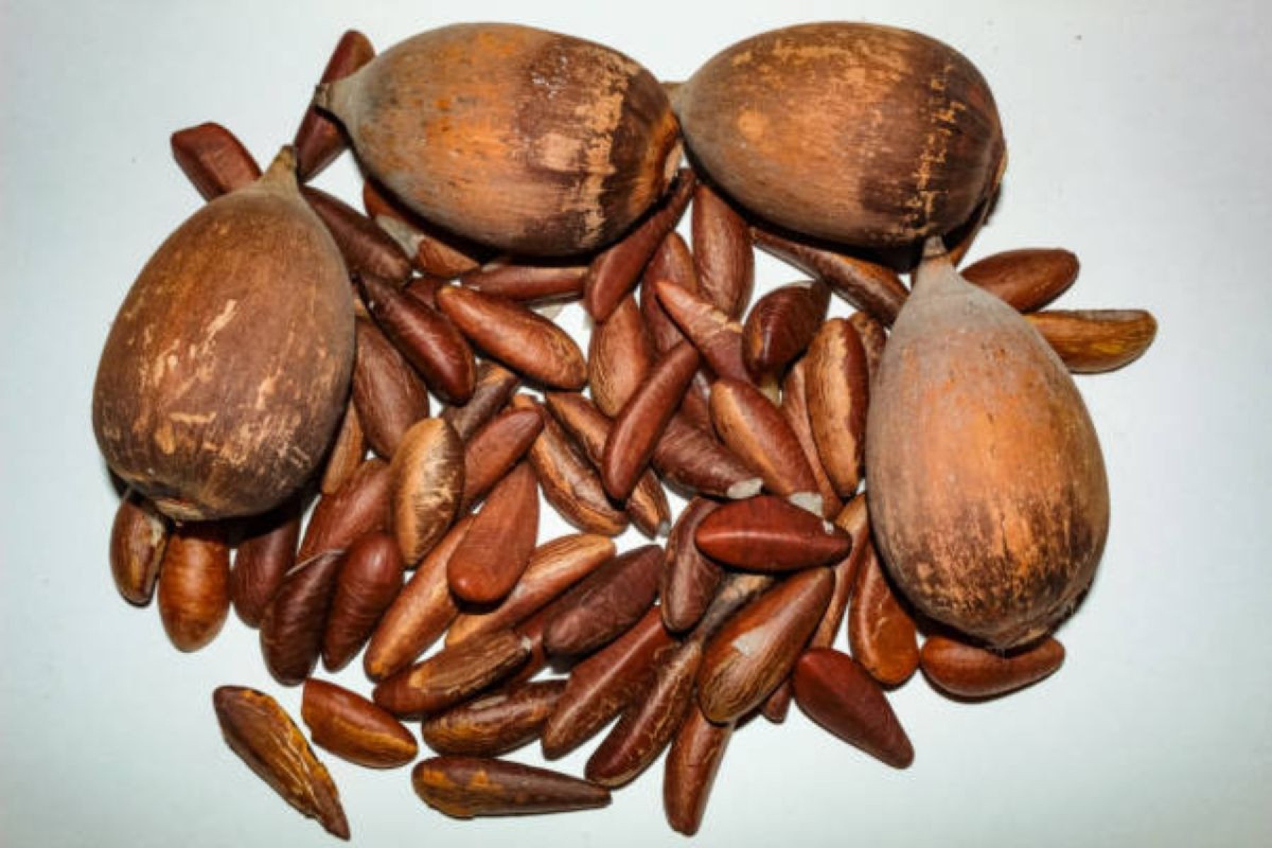 Com casca rígida e interior branco, o babaçu é uma palmeira brasileira versátil, usada para produzir farinha, óleo e ingredientes funcionais