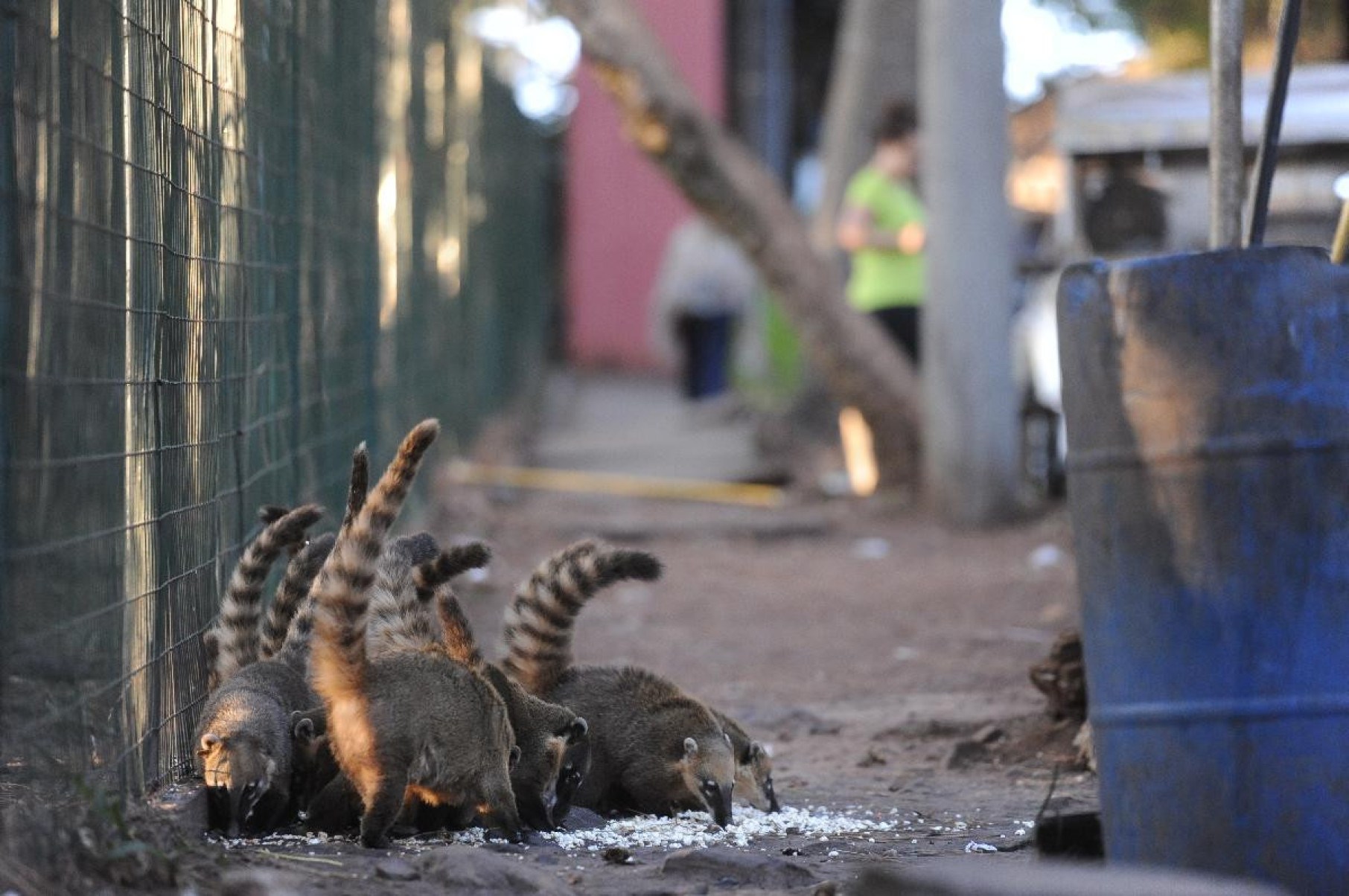 Quatis pulam cerca para comer pipocas deixada por comerciantes na entrada do Mirante dos Mangabeiras