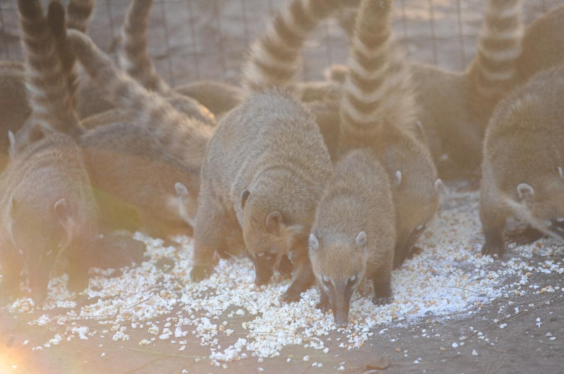 Quatis pulam cerca para comer pipocas deixada por comerciantes na entrada do Mirante dos Mangabeiras