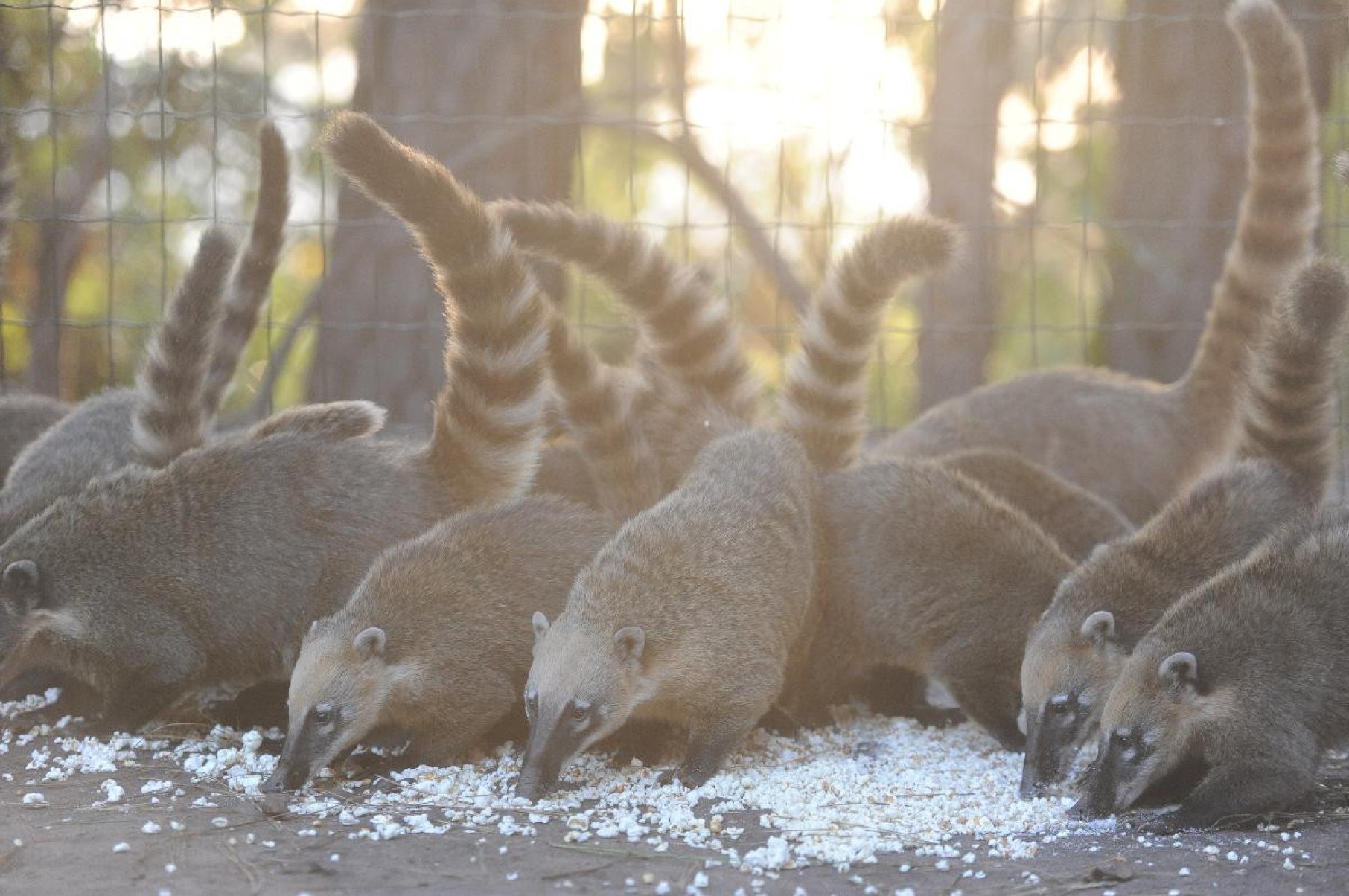 Quatis pulam cerca para comer pipocas deixada por comerciantes na entrada do Mirante dos Mangabeiras