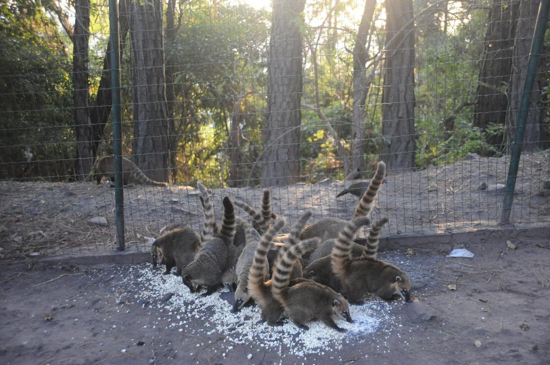 Quatis pulam cerca para comer pipocas deixada por comerciantes na entrada do Mirante dos Mangabeiras
