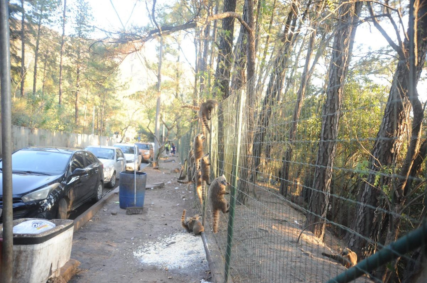 Quatis pulam cerca para comer pipocas deixada por comerciantes na entrada do Mirante dos Mangabeiras