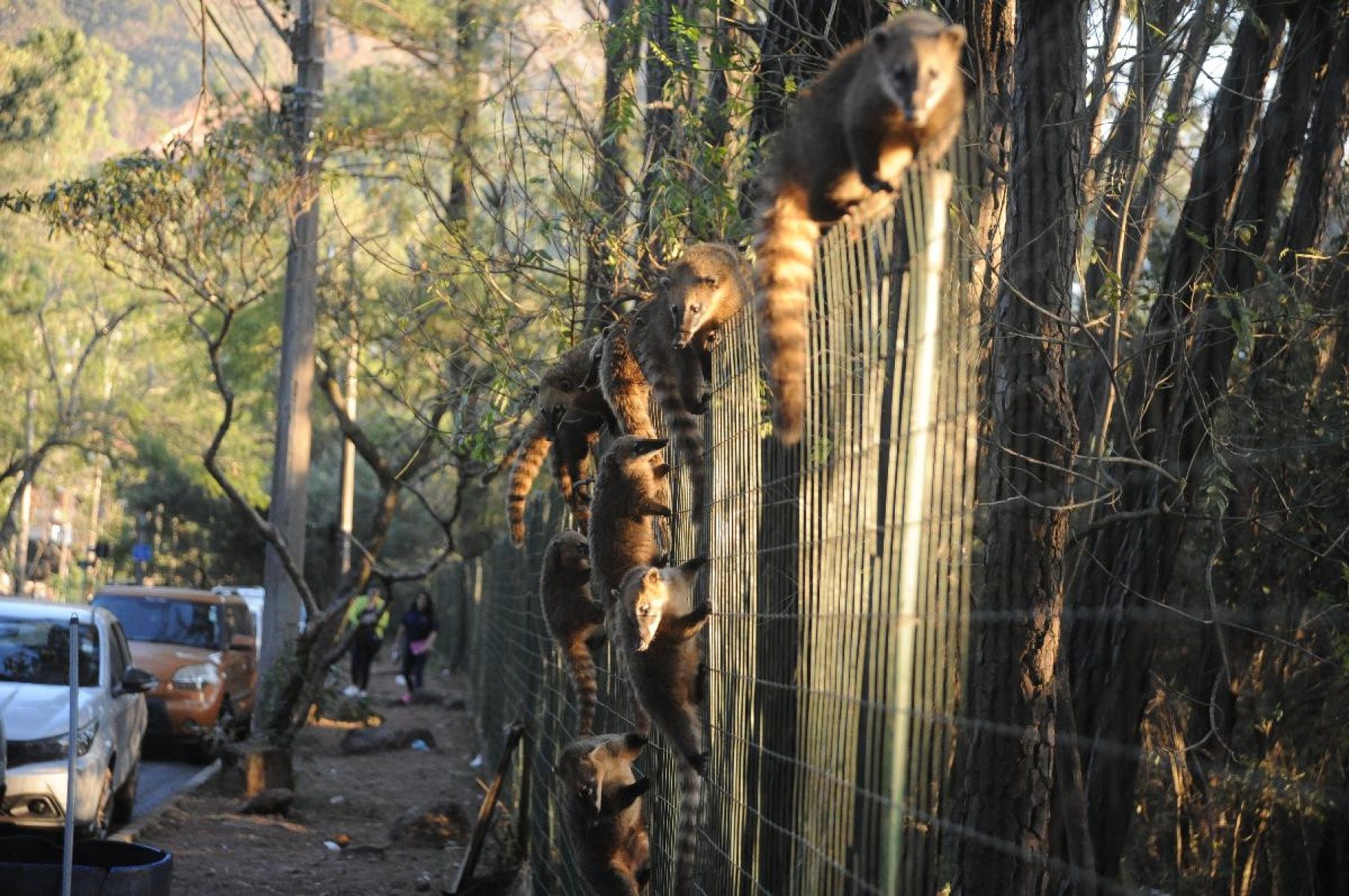 Quatis pulam cerca para comer pipocas deixada por comerciantes na entrada do Mirante dos Mangabeiras