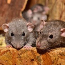 Guia turística de Nova York leva visitantes para áreas infestadas de ratos - Silvia por Pixabay