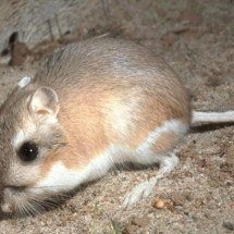 Animal sobrevive no deserto sem um gole de água; como pode? - Wikimedia Commons