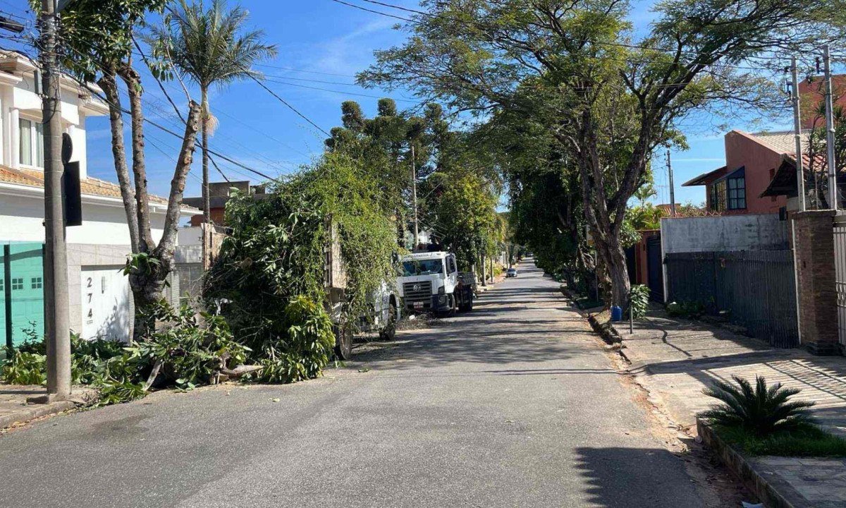 O corte da árvore mobilizou a PBH na Rua Professor Carlos Pereira da Silva, no bairro Belvedere de BH, neste domingo (6/7) -  (crédito: Reprodução/Redes sociais)