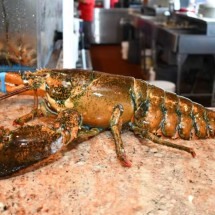 Dono de restaurante liberta lagosta que escapou da panela durante anos - Reprodução de redes sociais 