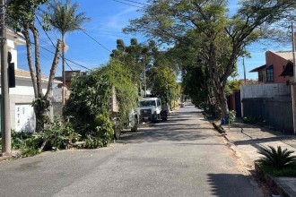 BH: árvore oca e seca leva PBH à ação durante o domingo no Belvedere