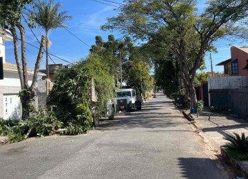 O corte da árvore mobilizou a PBH na Rua Professor Carlos Pereira da Silva, no bairro Belvedere de BH, neste domingo (6/7) -  (crédito: Reprodução/Redes sociais)