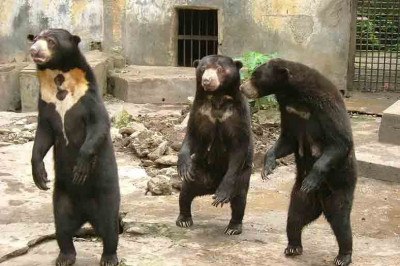 Os ursos são mamíferos da família Ursidae, encontrados em diversos habitats ao redor do mundo. Existem sete espécies principais, cada uma adaptada ao seu ambiente, com diferenças em tamanho, comportamento, habitat e dieta. -  (crédito: Sakurai Midori - Wikimedia Commons)