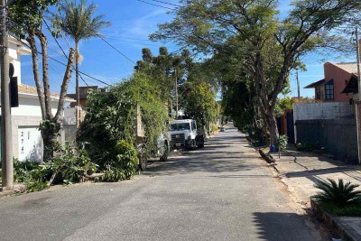 O corte da árvore mobilizou a PBH na Rua Professor Carlos Pereira da Silva, no bairro Belvedere de BH, neste domingo (6/7) -  (crédito: Reprodução/Redes sociais)