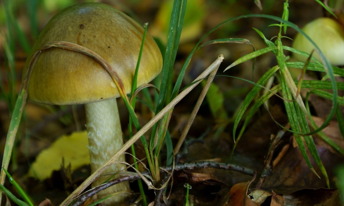 Amanita phalloides, conhecida em português pelo nome comum de cicuta verde, é uma espécie de cogumelo venenosa que pode causar a morte se for consumida -  (crédito: Claus Isenberg/Flickr)