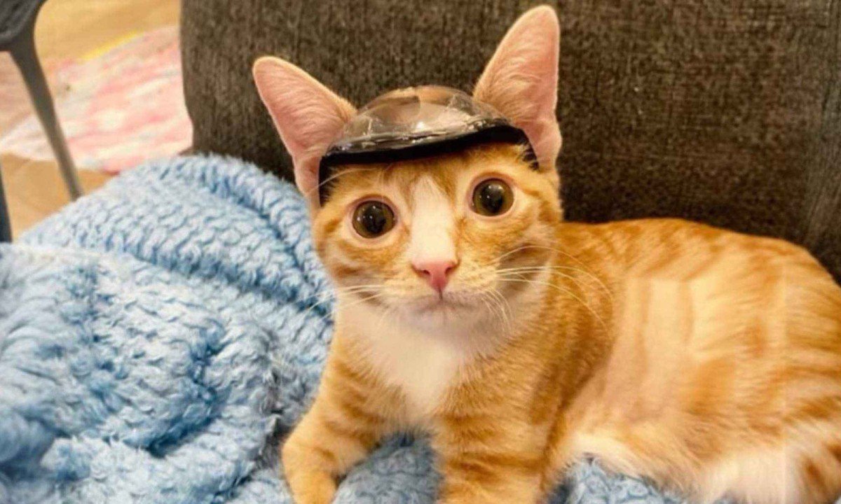 Gatinho Otter com seu capacete especial -  (crédito: Instagram/@babykittenrescue)