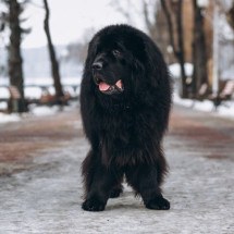 Estudo indica a raça de cachorro mais bonita do mundo - Freepik/senivpetro