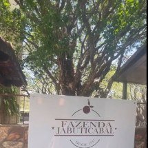 Maior pomar de jabuticaba do mundo fica no Brasil