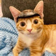 Gatinho com capacete emociona internet e vence batalha contra doença rara - Instagram/@babykittenrescue