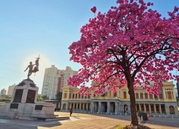 Ipê na Praça da Estação vira atração turística em BH -  (crédito: Jair Amaral/EM/D.A Press)
