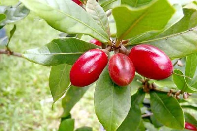 A natureza é fascinante e possui peculiaridades que chamam a atenção. Afinal, nela, existe um fruto que mascara sabores ácidos e amargos em doces. Trata-se da fruta-do-milagre, que contém em suas propriedades uma substância chamada miraculina.   -  (crédito: Hamale Lyman/Wikimédia Commons)