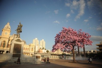 O Ipê da Praça da estação no final da tarde -  (crédito: Alexandre Guzanshe/EM/D.A Press)